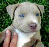 bébé pit bull
