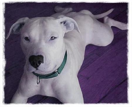 pit bull